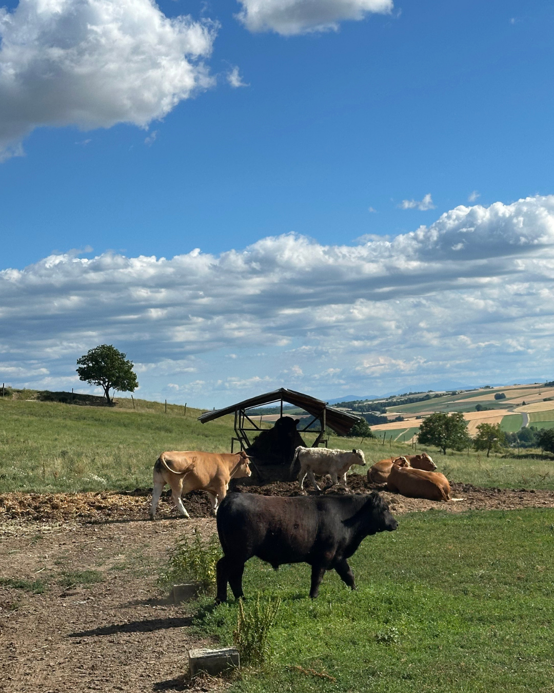 Frischfleisch vom Bio Weiderind