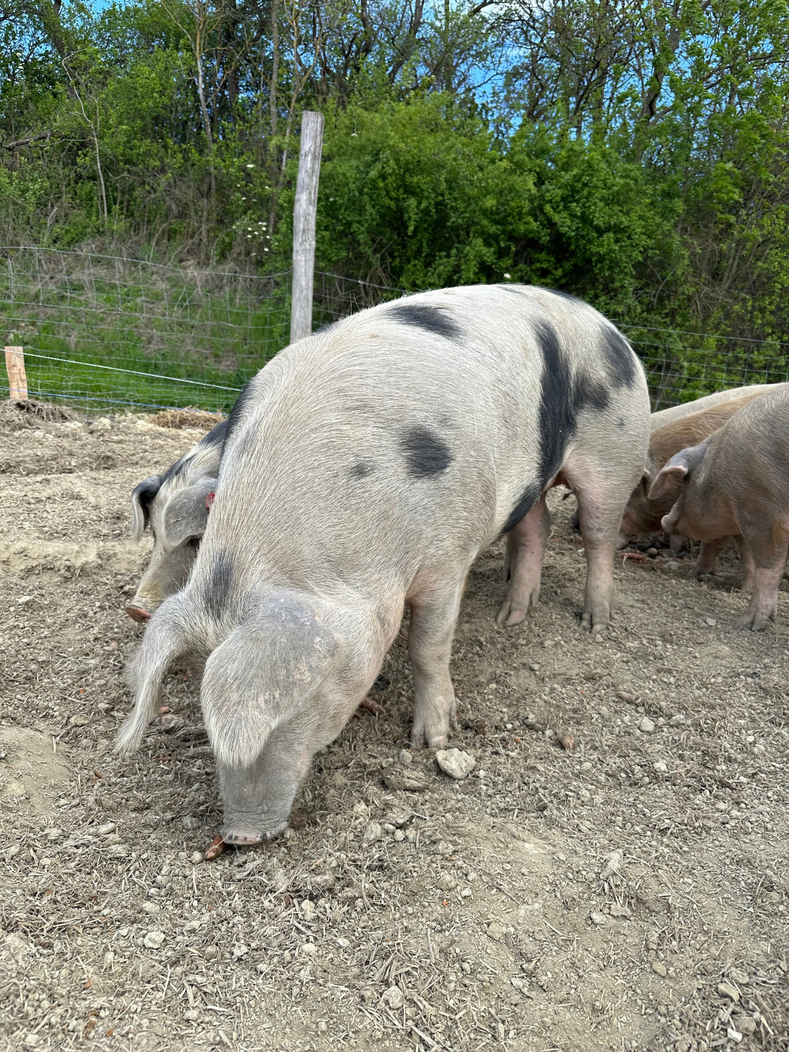 Frischfleisch vom Bio Freilandschwein