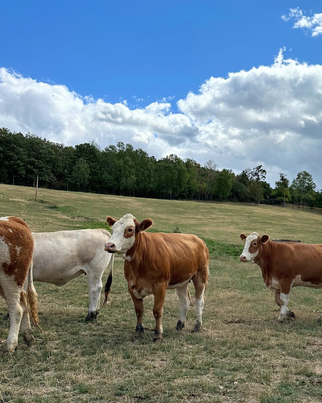 Frischfleisch vom Bio Weiderind